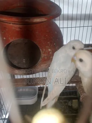 বাজিগর ২ পিস