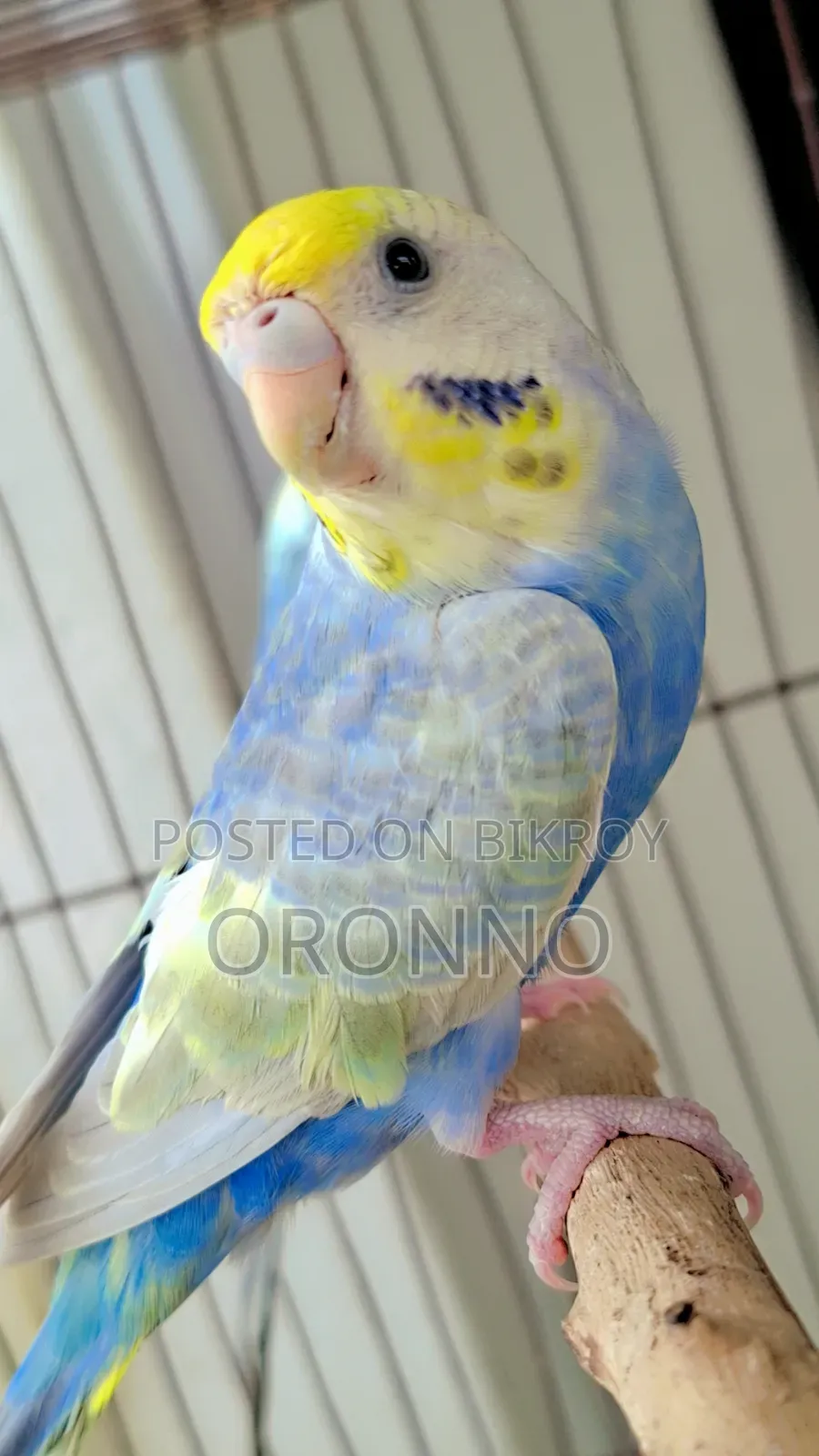 Rainbow Bajrigor