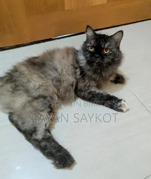 ১+ বছরের ফিমেল পিওরব্রেড পার্সিয়ান