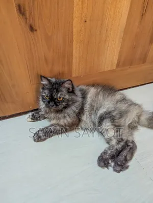 ১+ বছরের ফিমেল পিওরব্রেড পার্সিয়ান