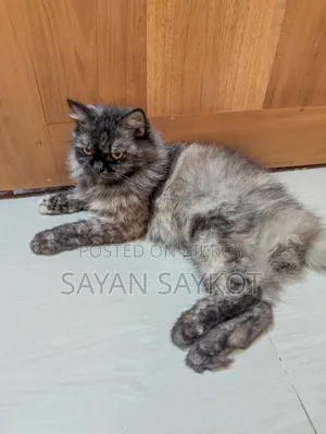 ১+ বছরের ফিমেল পিওরব্রেড পার্সিয়ান