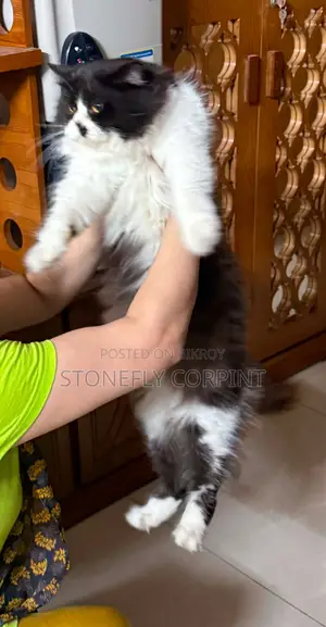৬-১২ মাসের নর খাঁটি জাতের বিড়াল