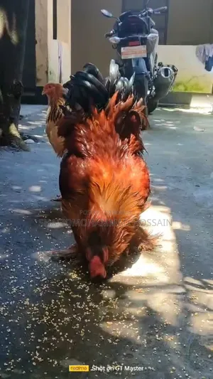 Colombian Buff Brahma