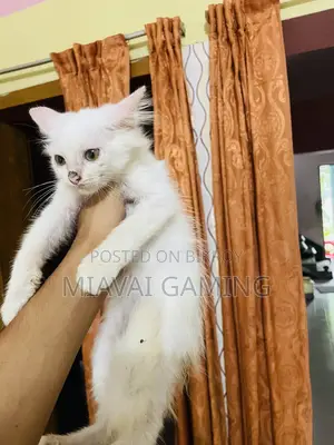 ১-৩ মাস বয়সী ফিমেল পিউরব্রেড পার্সিয়ান