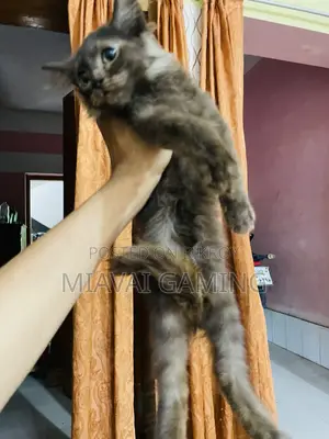 ১-৩ মাস বয়সী ফিমেল পিউরব্রেড পার্সিয়ান