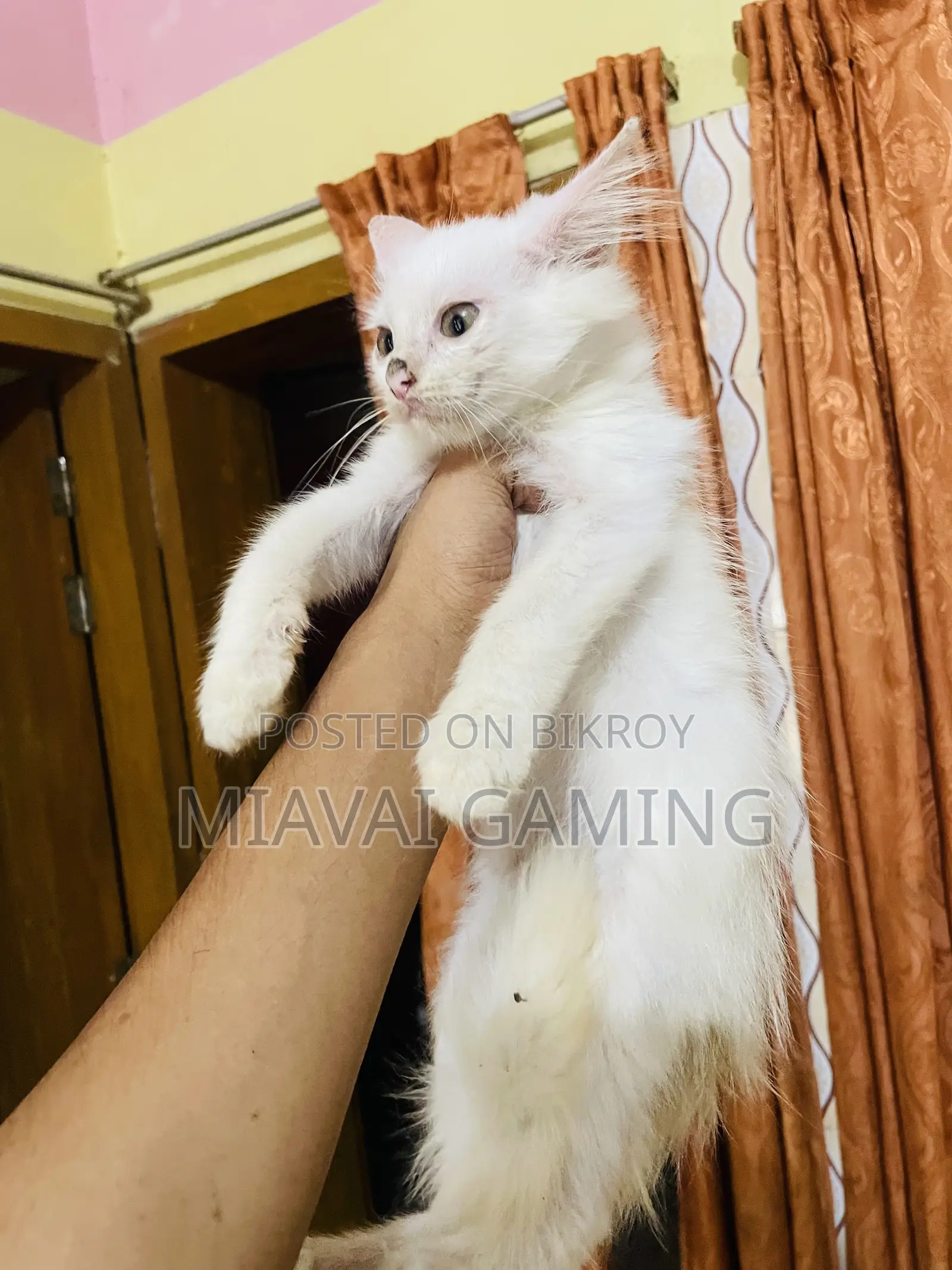 ১-৩ মাস বয়সী ফিমেল পিউরব্রেড পার্সিয়ান