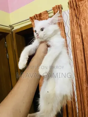 ১-৩ মাস বয়সী ফিমেল পিউরব্রেড পার্সিয়ান