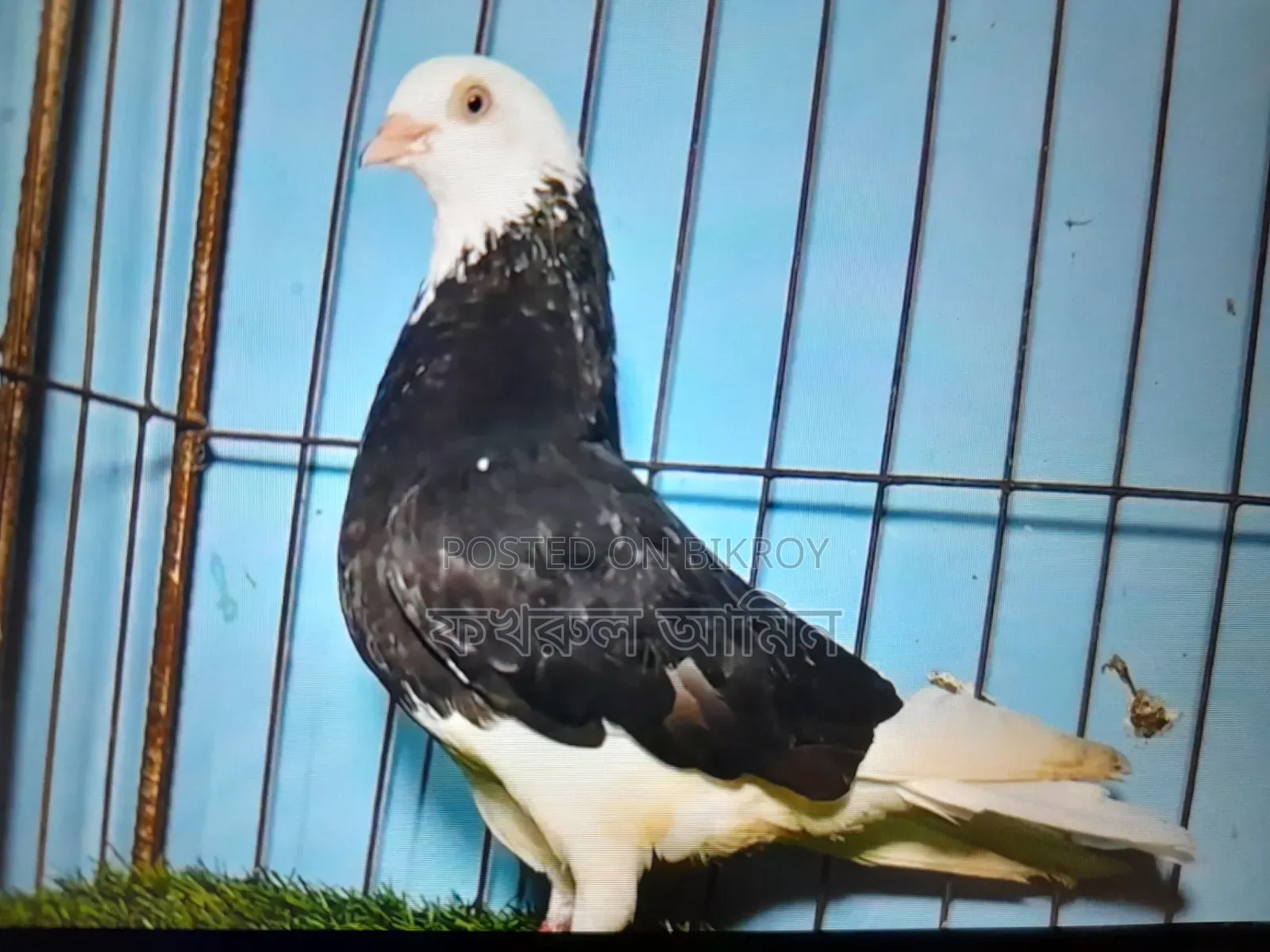 Black Gorra Female Pigeon