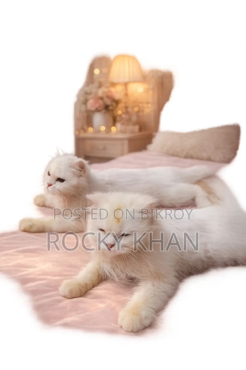 1+ year Male Purebred Persian