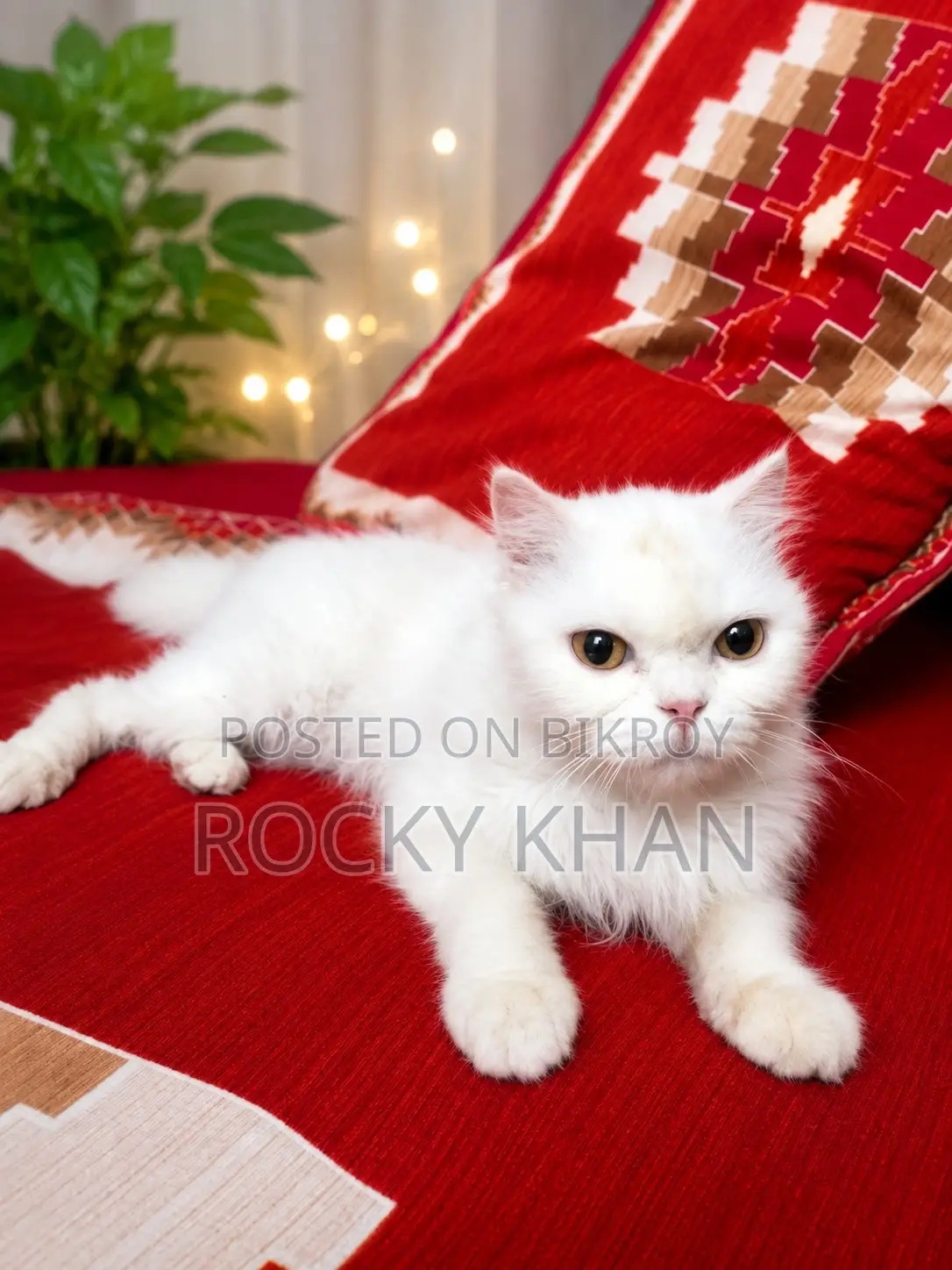 1+ year Male Purebred Persian