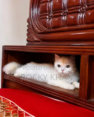 1+ year Male Purebred Persian