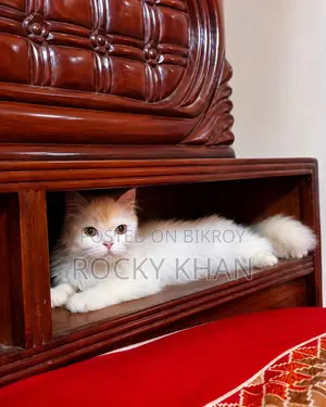 1+ year Male Purebred Persian