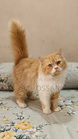 ১+ বছর বয়সী ফিমেল পিওরব্রেড পার্সিয়ান বিড়াল