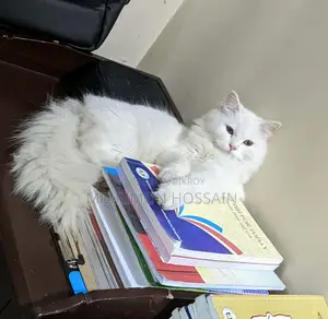 ১+ বছর বয়সী মহিলা বিশুদ্ধ পার্সিয়ান