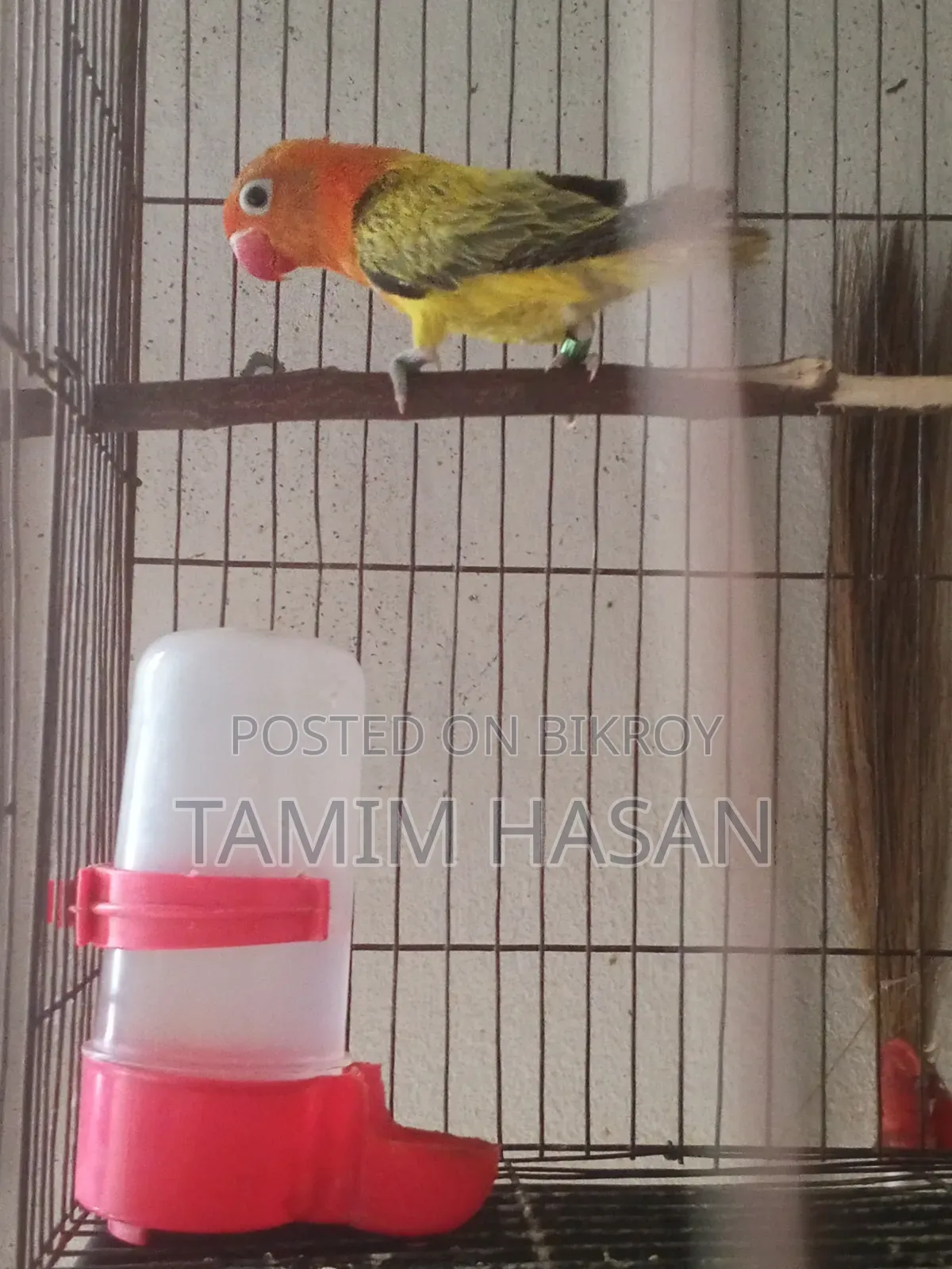 সেমি এডাল্ট গ্রিন ইউয়িং লাভ বার্ড