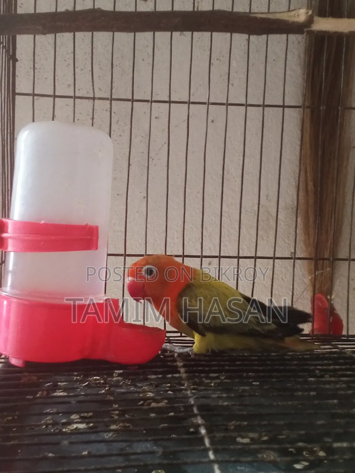 সেমি এডাল্ট গ্রিন ইউয়িং লাভ বার্ড