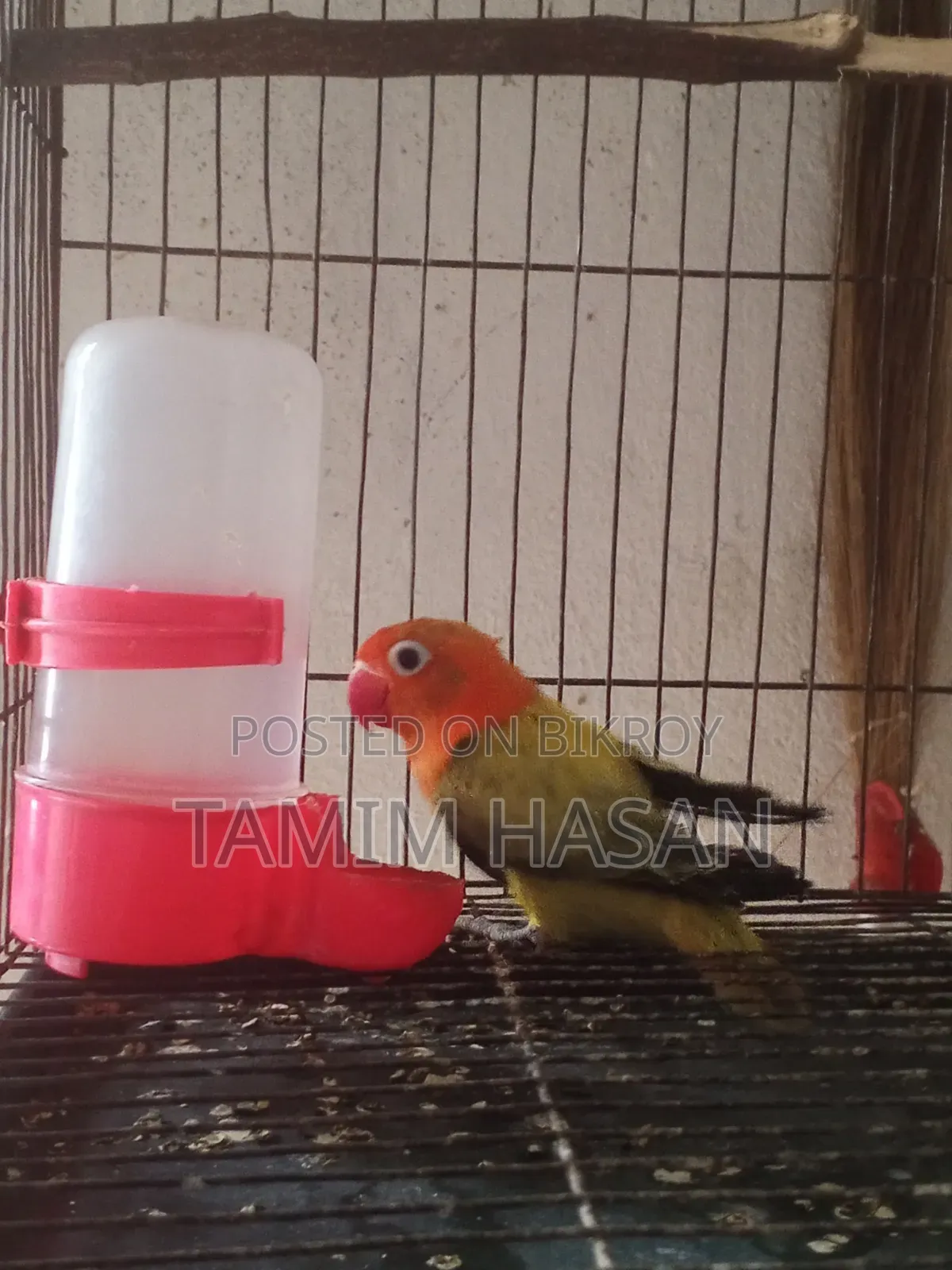 সেমি এডাল্ট গ্রিন ইউয়িং লাভ বার্ড