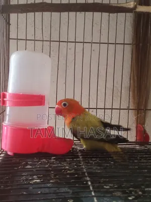 সেমি এডাল্ট গ্রিন ইউয়িং লাভ বার্ড