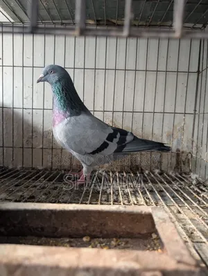 Racing Pigeon