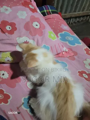 1-3 months Female Mixed Breed Persian