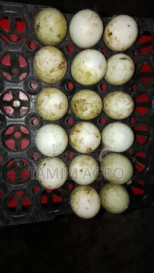 Duck Eggs for Sale