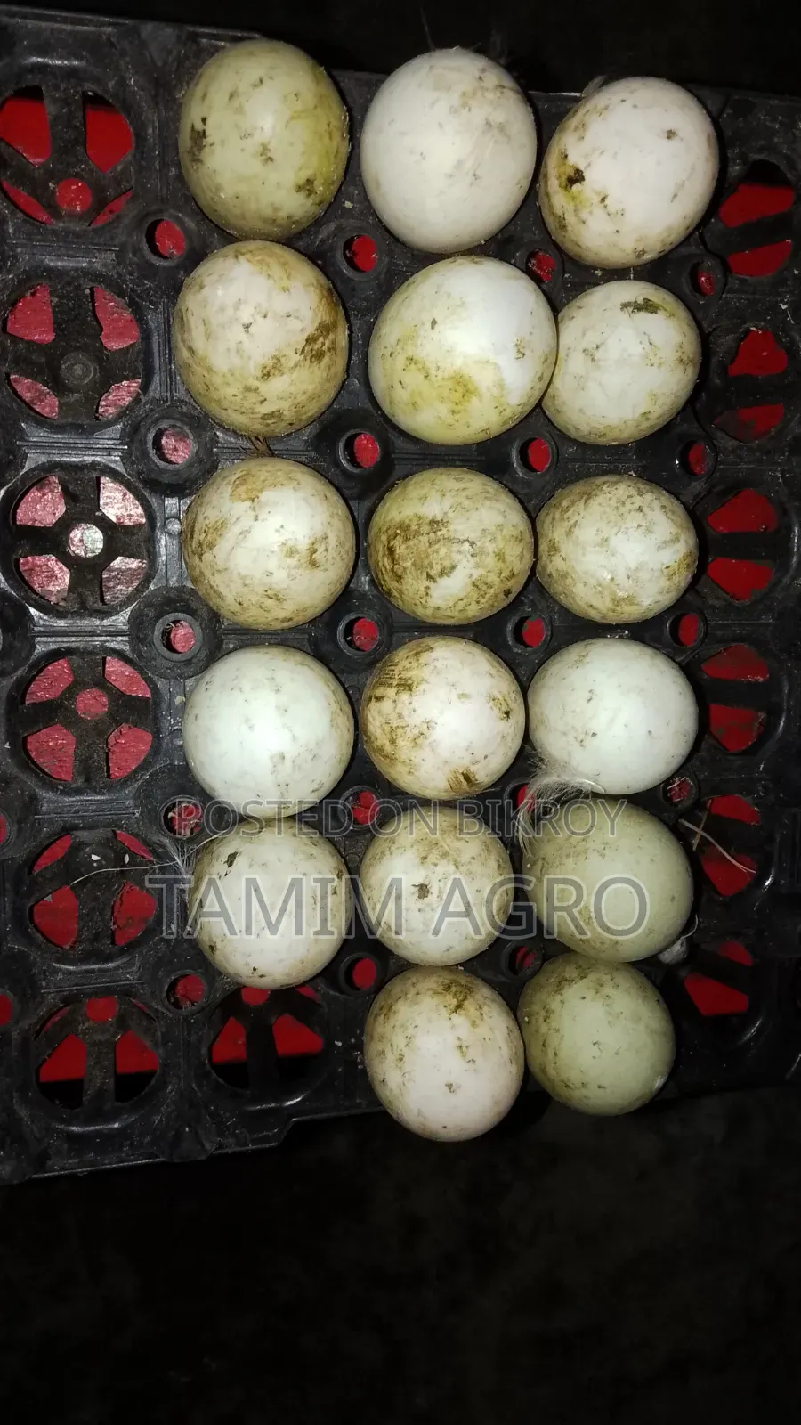Duck Eggs for Sale