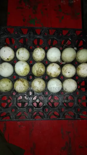 Duck Eggs for Sale