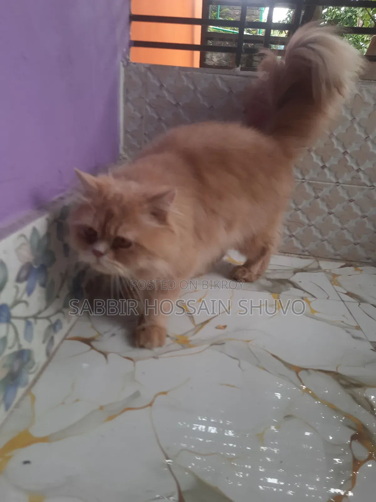 ১+ বছরের পুরুষ পিওরব্রেড পার্সিয়ান