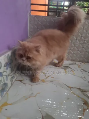 ১+ বছরের পুরুষ পিওরব্রেড পার্সিয়ান