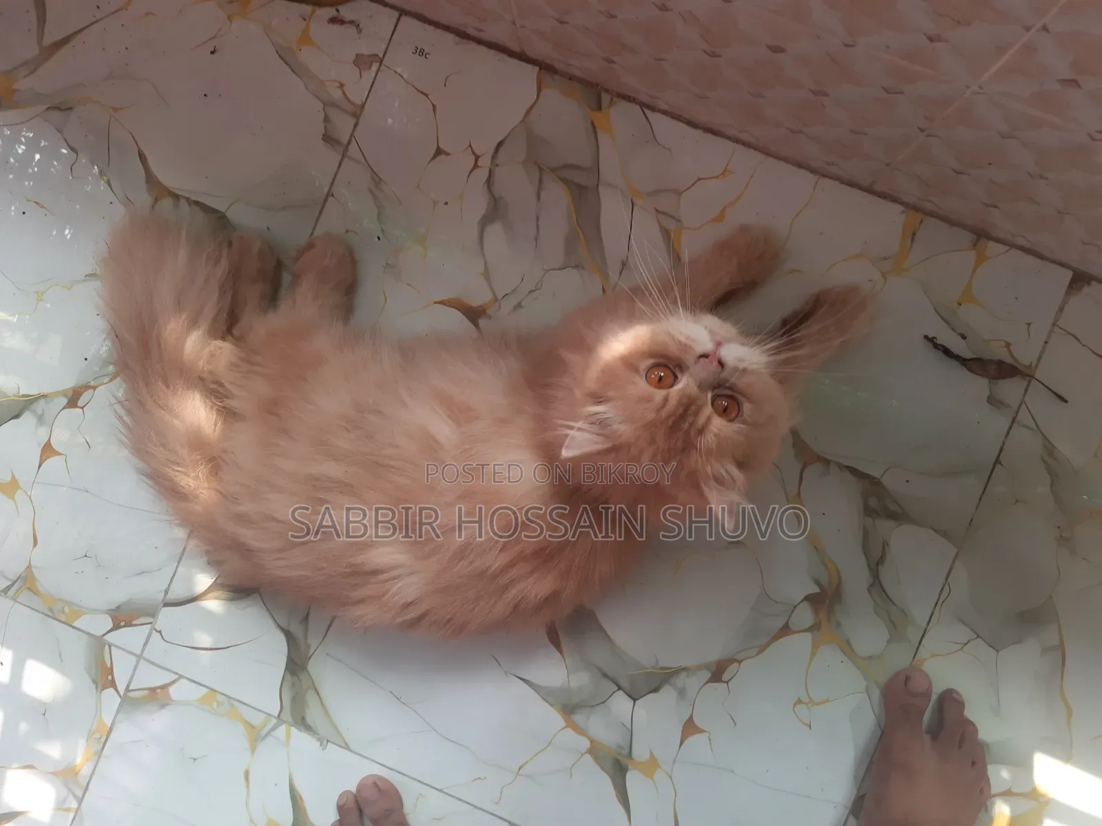 ১+ বছরের পুরুষ পিওরব্রেড পার্সিয়ান