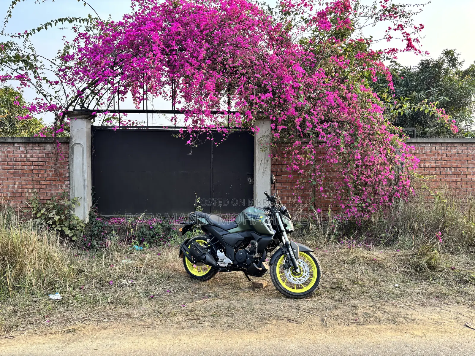 ইয়ামাহা এফজেডএস ভি৪ ২০২৫ গ্রিন