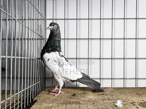 পিরোজপুরী নর কবুতর 🕊️