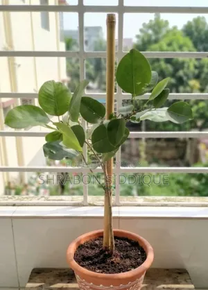 রক্ত চন্দন গাছ বিক্রয়