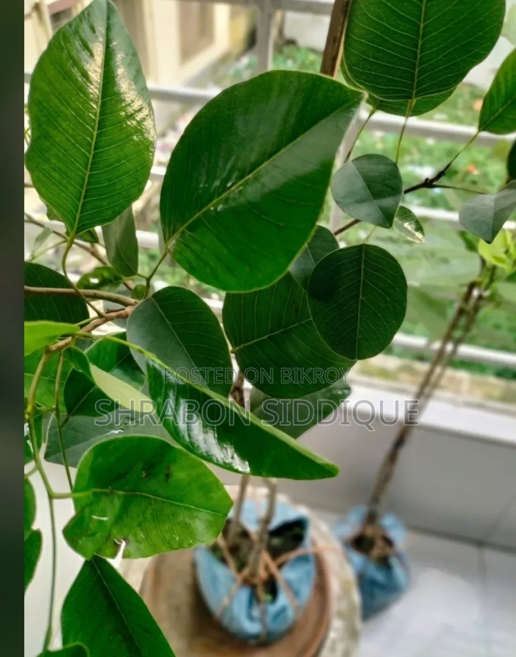 রক্ত চন্দন গাছ বিক্রয়