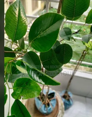 রক্ত চন্দন গাছ বিক্রয়