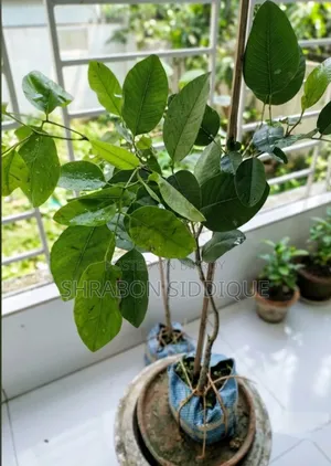 রক্ত চন্দন গাছ বিক্রয়