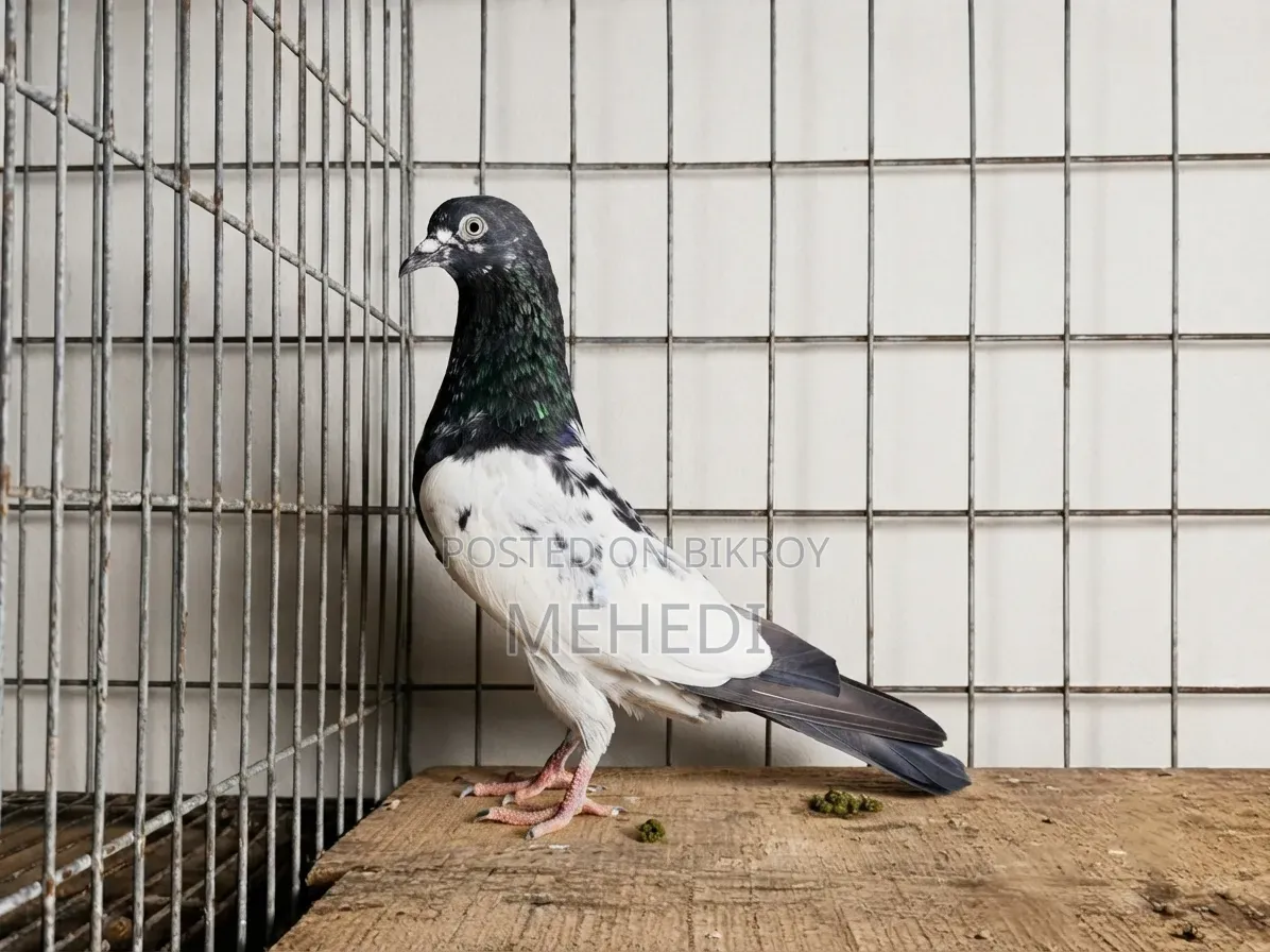 পিরোজপুরী নর কবুতর 🕊️