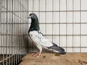 পিরোজপুরী নর কবুতর 🕊️