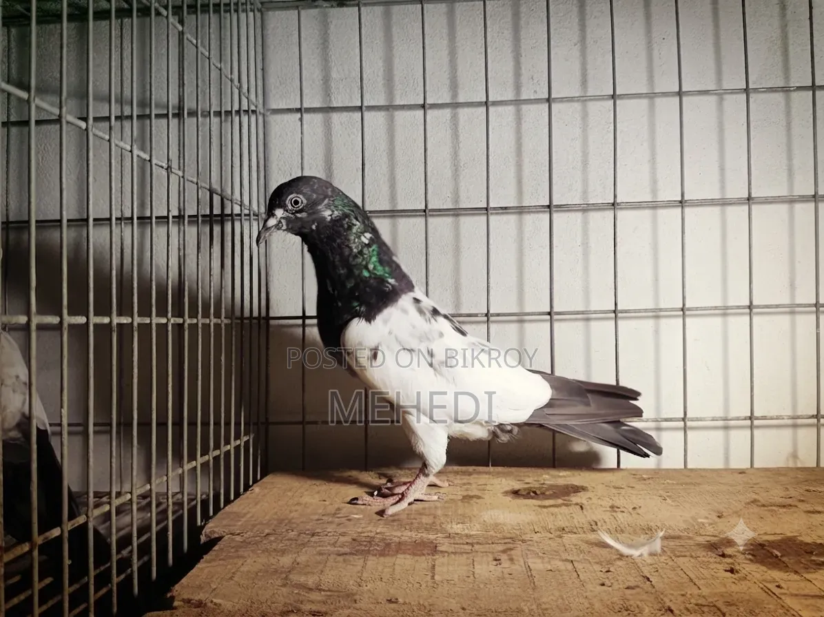 পিরোজপুরী নর কবুতর 🕊️