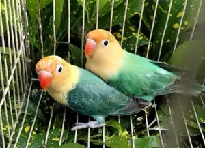 টারকোয়াইজ পারব্লু অপালাইন পেয়ার ফর সেল!