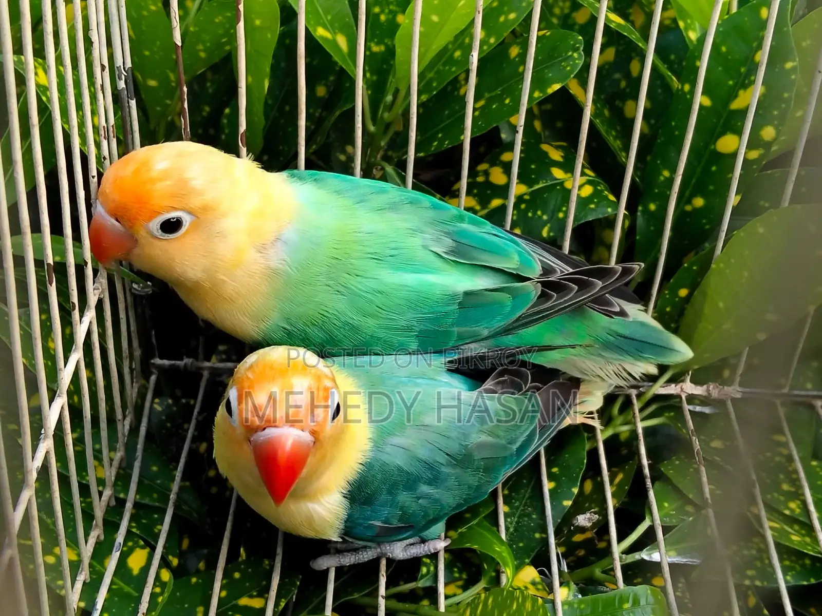 Turquoise Parblue Opaline Pair for Sale!