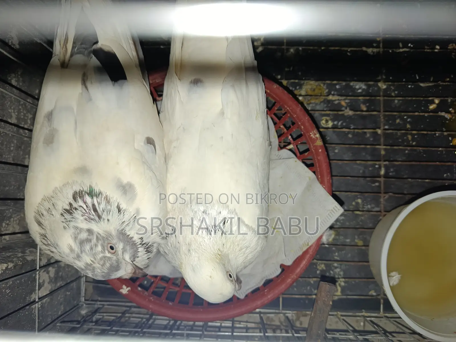 এক জোড়া রানিং কবুতর বিক্রি কারা হবে