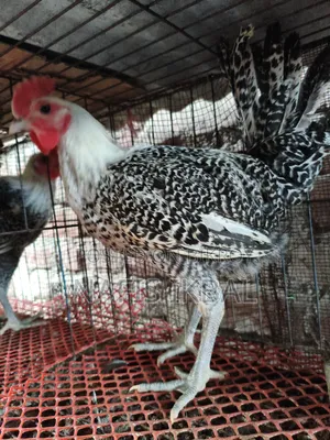 Fayoumi Rooster