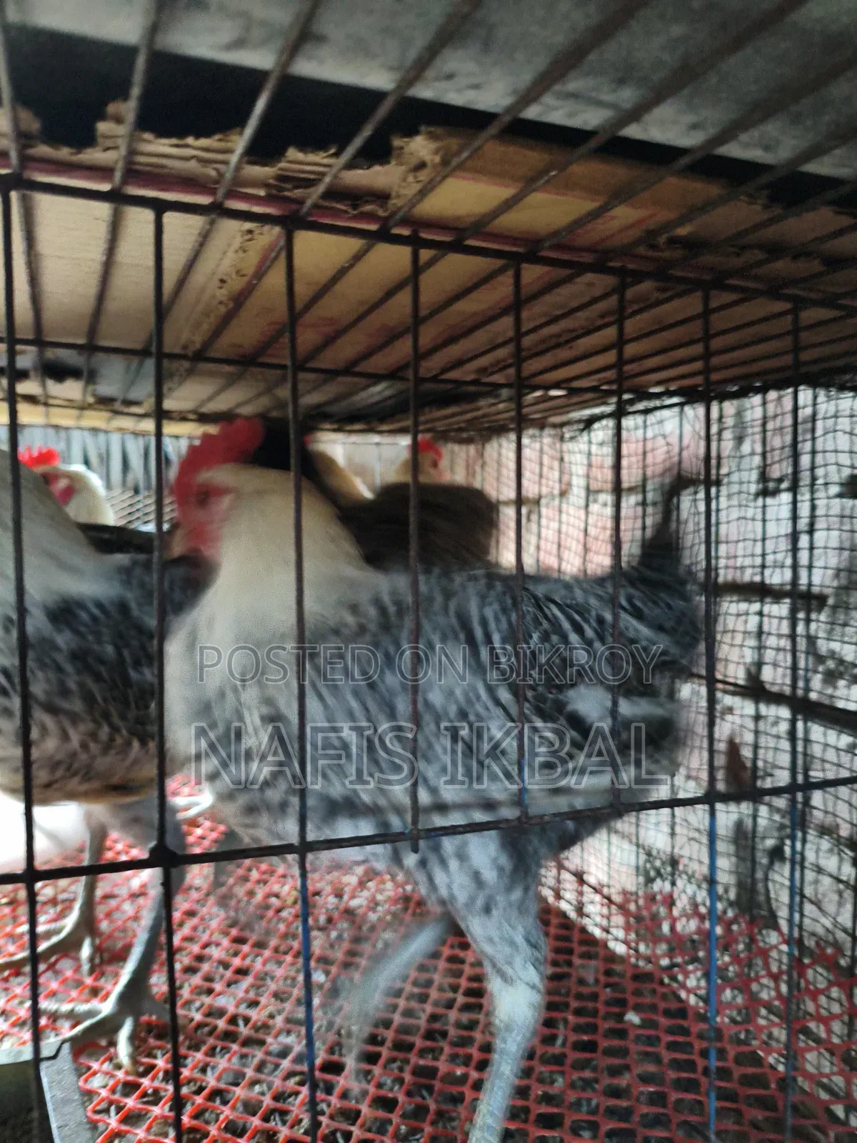Fayoumi Rooster
