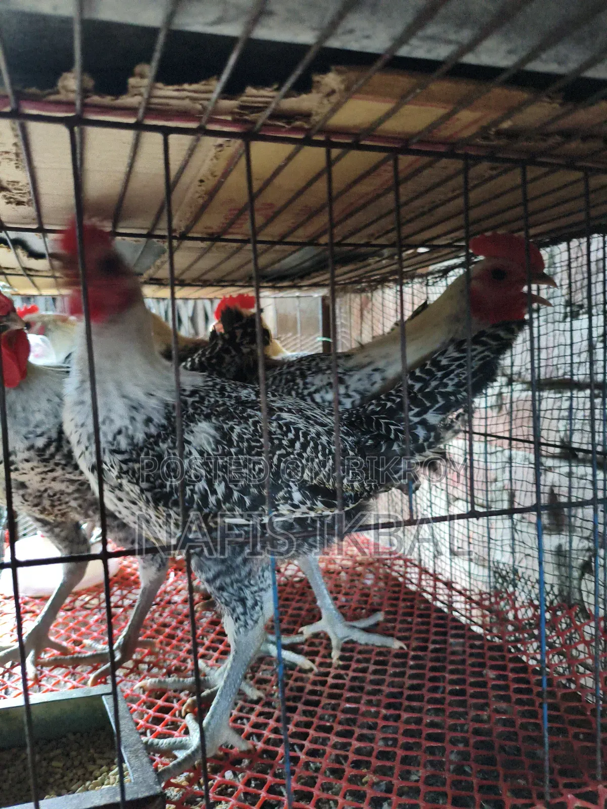 Fayoumi Rooster