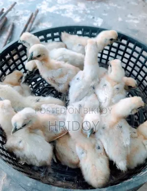Silkie Chicken Chicks