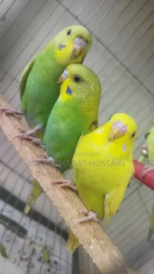 বাজরিগার পাখি