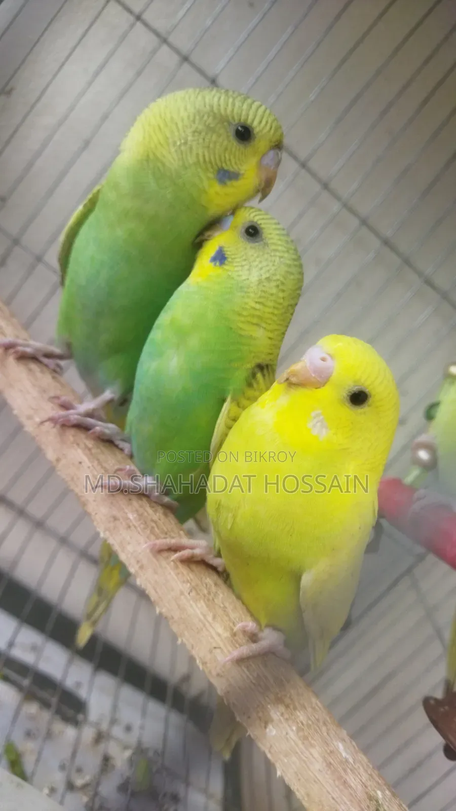 বাজরিগার পাখি