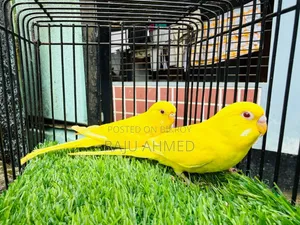লুটিনো রেড আই পেয়ার