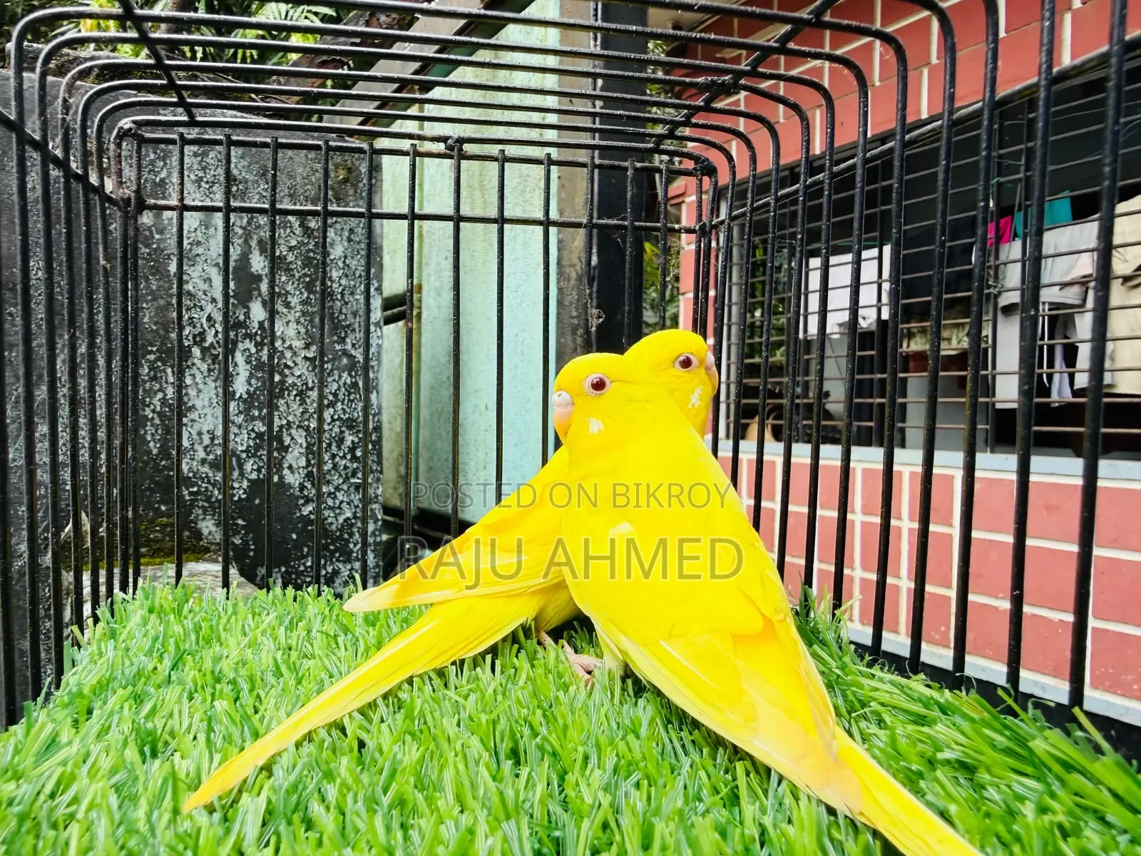 লুটিনো রেড আই পেয়ার